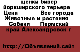 щенки бивер йоркширского терьера › Цена ­ 8 000 - Все города Животные и растения » Собаки   . Пермский край,Александровск г.